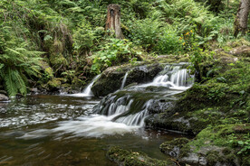 茂密植被与流淌的溪水