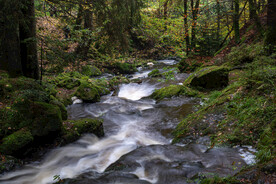 树林中流淌的溪水风景