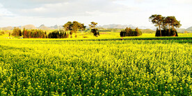 罗平油菜花景区