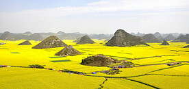 罗平油菜花景区