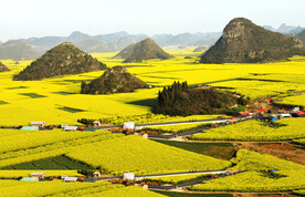 罗平油菜花景区