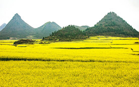罗平油菜花景区