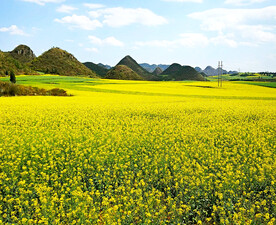 罗平油菜花景区