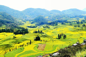 罗平油菜花景区