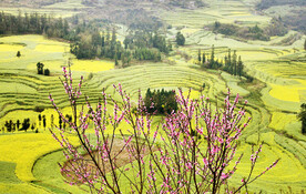 罗平油菜花景区