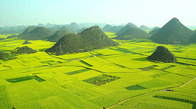 罗平油菜花景区