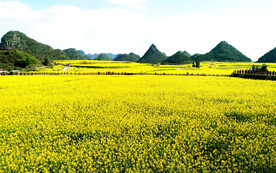 罗平油菜花景区