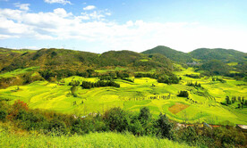 罗平油菜花景区
