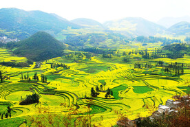 罗平油菜花景区