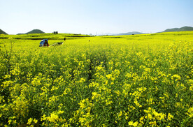 罗平油菜花景区