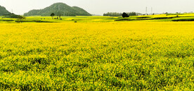 罗平油菜花景区