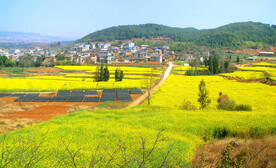 罗平油菜花景区