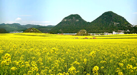 罗平油菜花景区