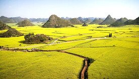 罗平油菜花景区