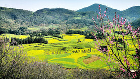 罗平油菜花景区