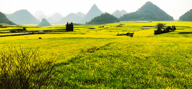 罗平油菜花景区
