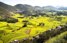 罗平油菜花景区