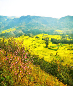 罗平油菜花景区