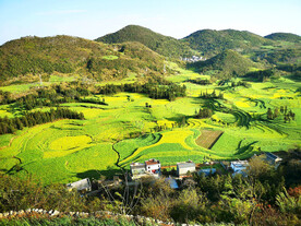 罗平油菜花景区