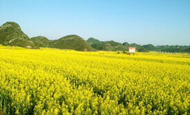 罗平油菜花景区