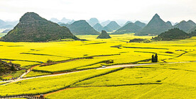 罗平油菜花景区