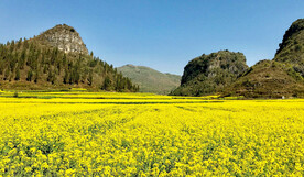 罗平油菜花景区