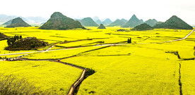 罗平油菜花景区