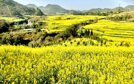 罗平油菜花景区