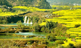 罗平油菜花景区