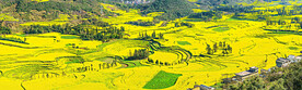 罗平油菜花景区