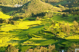 罗平油菜花景区