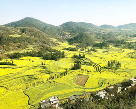 罗平油菜花景区