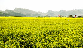 罗平油菜花景区