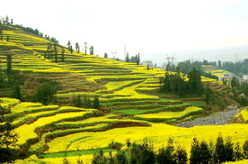 罗平油菜花景区