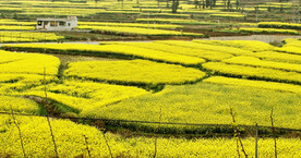 罗平油菜花景区