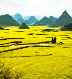 罗平油菜花景区
