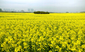 罗平油菜花景区