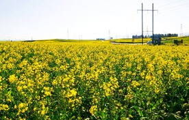 罗平油菜花景区