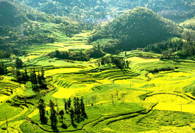 罗平油菜花景区