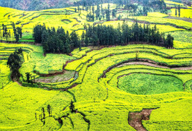 罗平油菜花景区