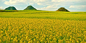 罗平油菜花景区