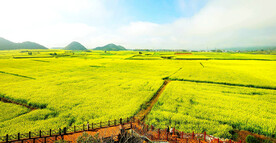 罗平油菜花景区