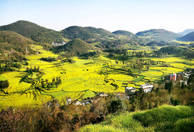 罗平油菜花景区