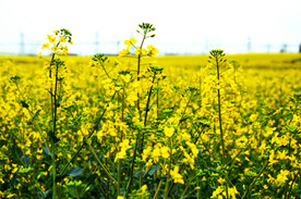 罗平油菜花景区