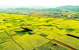 罗平油菜花景区