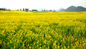 罗平油菜花景区