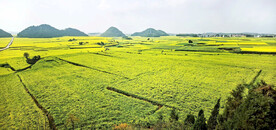 罗平油菜花景区