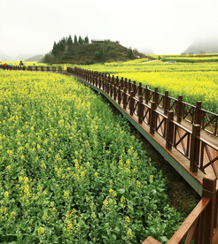 罗平油菜花景区