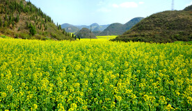 罗平油菜花景区