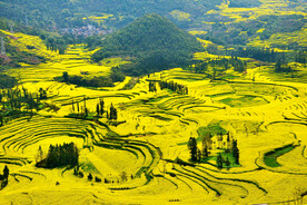 罗平油菜花景区